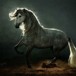 Meet your Posher, Adonis